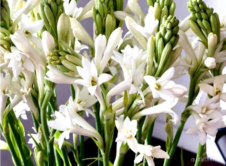 augmented_Polianthes tuberosa flower10_contrast_inc.jpeg